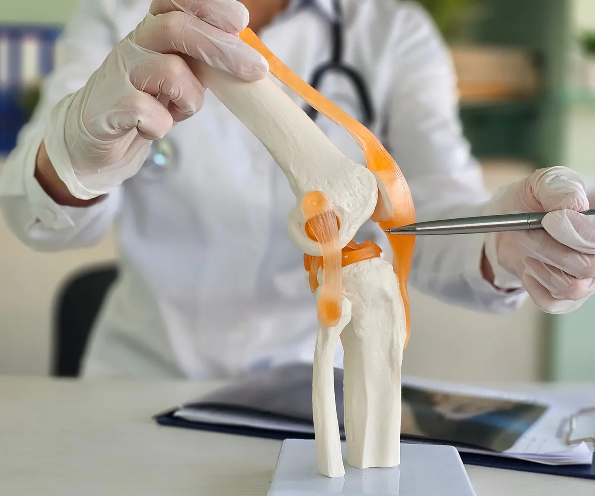Eine medizinisches Personal zeigt mit einem Kugelschreiber auf den Knorpel in einem Modell eines Kniegelenkes