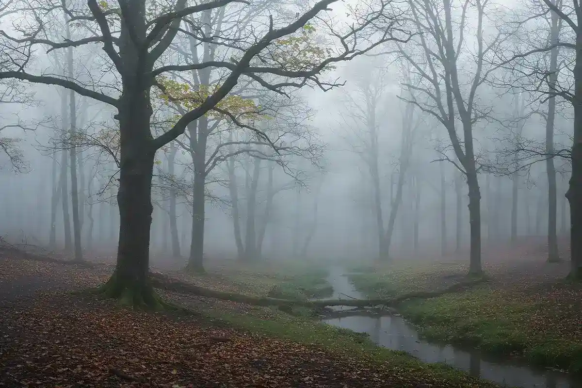 Eine vernebelter Waldabschnitt mit einem kleinen Flusslauf und viel Laub auf dem Boden
